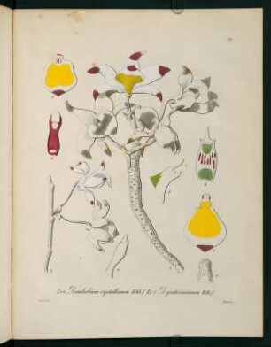 193r-193v, Dendrobium crystallinum