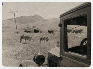 Erich Salomon zu Gast bei William Randolph Hearst, privater Zoo, San Simeon, Kalifornien
