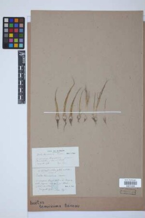 Isoetes muelleri A. Br.