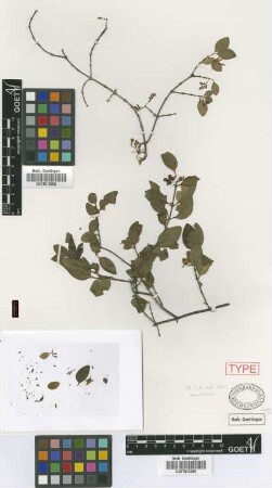 Chiococca racemosa Jacq. var. jacquiniana Griseb.