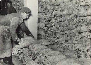Hamburger Hafen. Umschlag von neuseeländischen "Frostlämmern", Einlagerung ins Kühlhaus am Rosshafen
