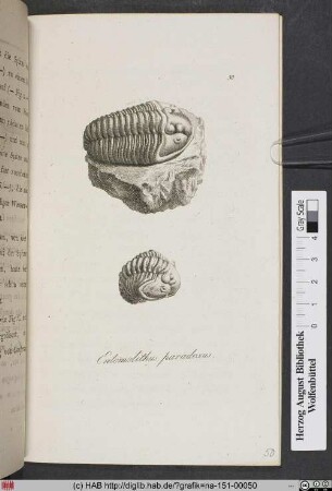 Entomolithus Paradoxus. Eine Gattung von Trilobiten.