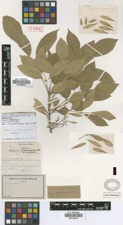 Fraxinus cubensis Griseb. [holotype]