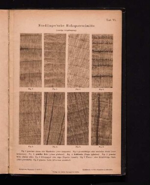 Nördlinger´sche Holzquerschnitte (4 malige Vergrösserung).