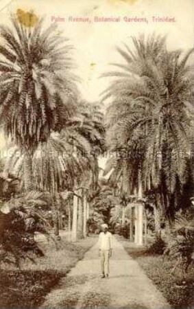 Postkarte mit Ansicht aus dem Botanischen Garten in Trinidad