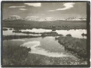 Altiplanolandschaft mit Cordillera Real