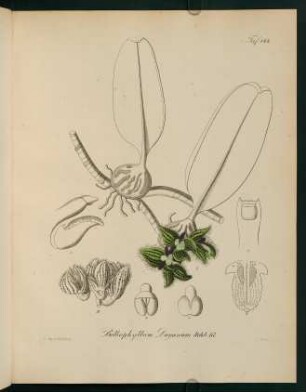 144r-144v, Bolbophyllum Dayanum