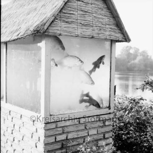 Karpfenfest: Herrenteich: Promenade an Matthias-Claudius-Straße: Fische im Schauaquarium