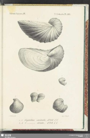 Pl. 593