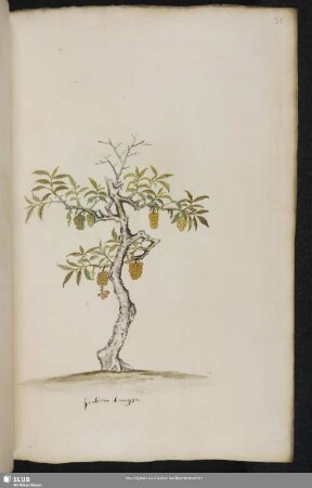 Blatt 31-60