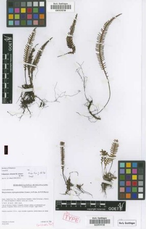 Melpomene albicans Lehnert [paratype]