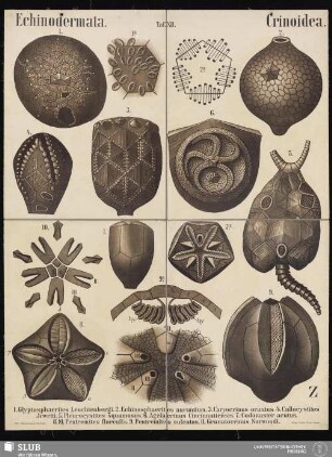 Tafel 12: Echinodermata : Crinoidea