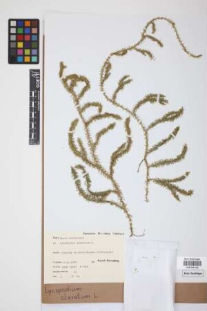 Lycopodium clavatum clavatum L.