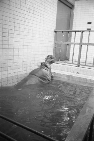 Flusspferde im Karlsruher Zoo