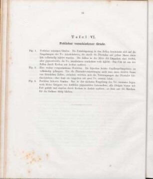Tafel VI. Fettleber verschiedener Grade.