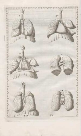 Diversos tum laryngis, tracheae, pulmonum, et diaphragmatis; tum cordis, et magnorum vasorum aspectus demonstrat
