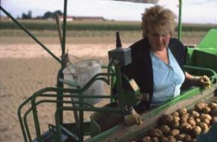 Fotografie: Erntetechnik, Kartoffel, Sortiertechnik, Arbeitsplatz, Kartoffelsammelroder