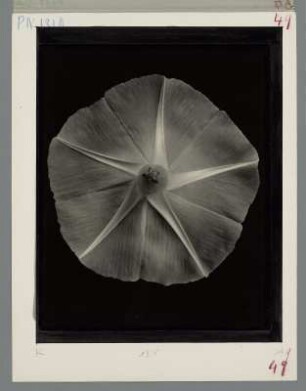 Blaue Kaiserwinde, Blütenknospen, abgeschnitten und von hinten aufgenommen (Ipomoea [Pharbitis] imperialis (praecox)