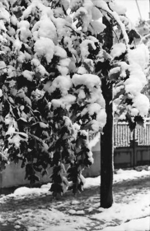 Bukarest: Im Winter, verschneite Laubbäume, Straße Dr. Lister, nahe