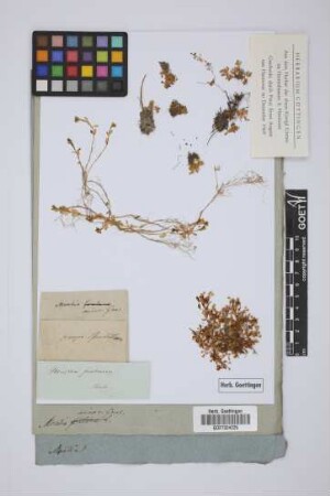 Montia minor Gmel.