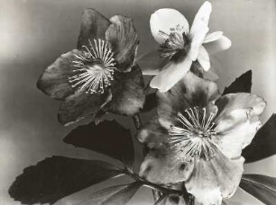 Schneerose, Christrose oder Weihnachtsrose (Helleborus niger). Blüten