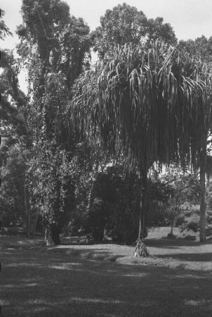 Schöne Pandanus : Landschaft mit Bäumen