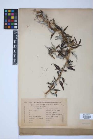 Xanthium spinosum L.
