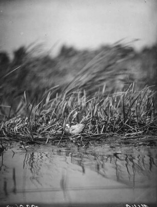 Trauerseeschwalbe : Trauerseeschwalbe (Childonias niger Linnaeus) beim Brüten.