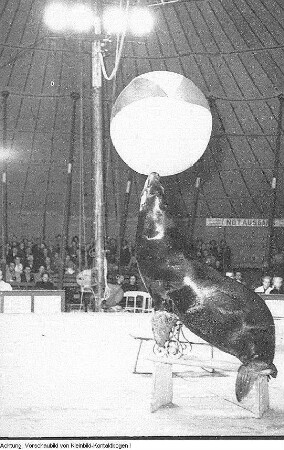 Dresden, Gastspiel des Zirkus Busch, April 1952