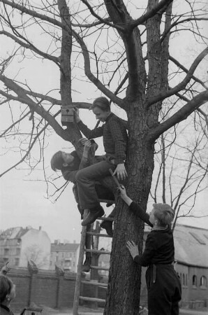 Schüler mit einem Vogel-Nistkasten : Schüler beim Anbringen des Nistkastens an einem Baum