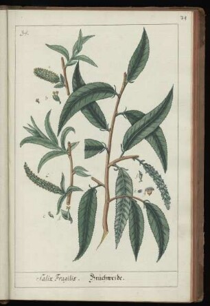 34. Salix Fragilis. Bruchweide