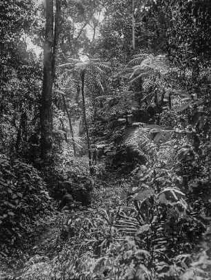 Urwald : Die Vegetation des Urwalds in der Umgebung des Lake Kivu