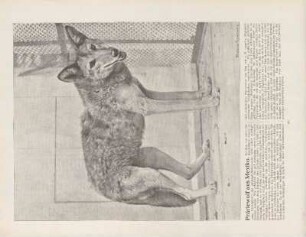 Präriewolf aus Mexiko