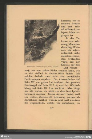 Misteldrossel, Turdus viscivarus, Linn., zufrieden