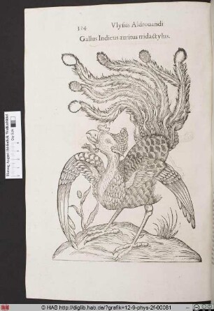 Gallus Indicus auritus tridactylus.