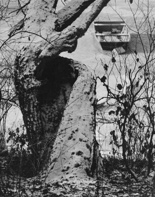 Archivfotografie "motive_botanik_baeume_straeucher_on03"