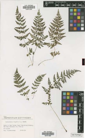 Cystopteris fragilis (L.) Bernh.