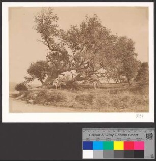 Environs de Tlemcen-L´Arbre de Fer