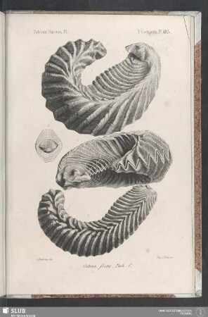 Pl. 483