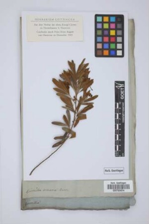 Grevillea arenaria Brown