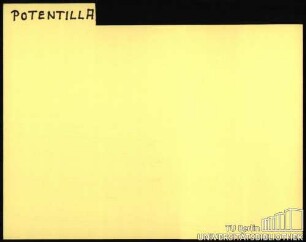 POTENTILLA