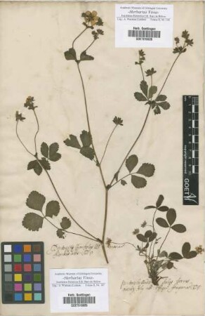 Pentaphyllum