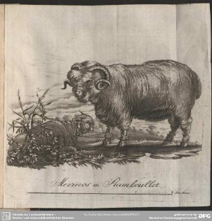 Merinos in Ramboullet