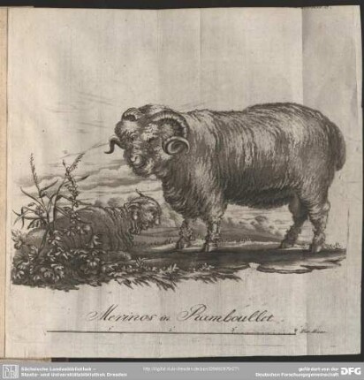 Merinos in Ramboullet