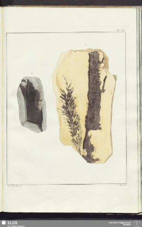 Tab. XIV