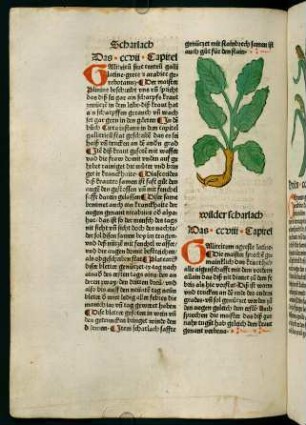 114r-114v, Scharlach (207. Kapitel)