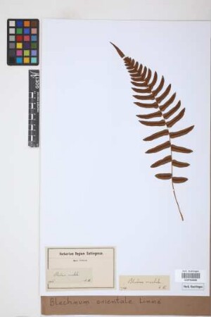 Blechnum orientale L.