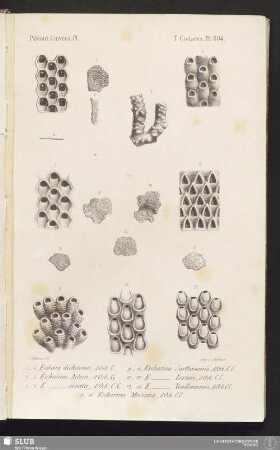 Pl. 604