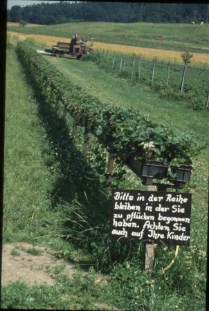 Fotografie: Obstbau, Kulturtechnik, Kulturfläche, Ernteverfahren, Erdbeeren