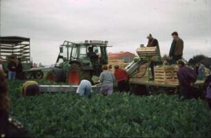 Fotografie: Gartenbautechnik-Freiland, Erntetechnik, Kopfkohl